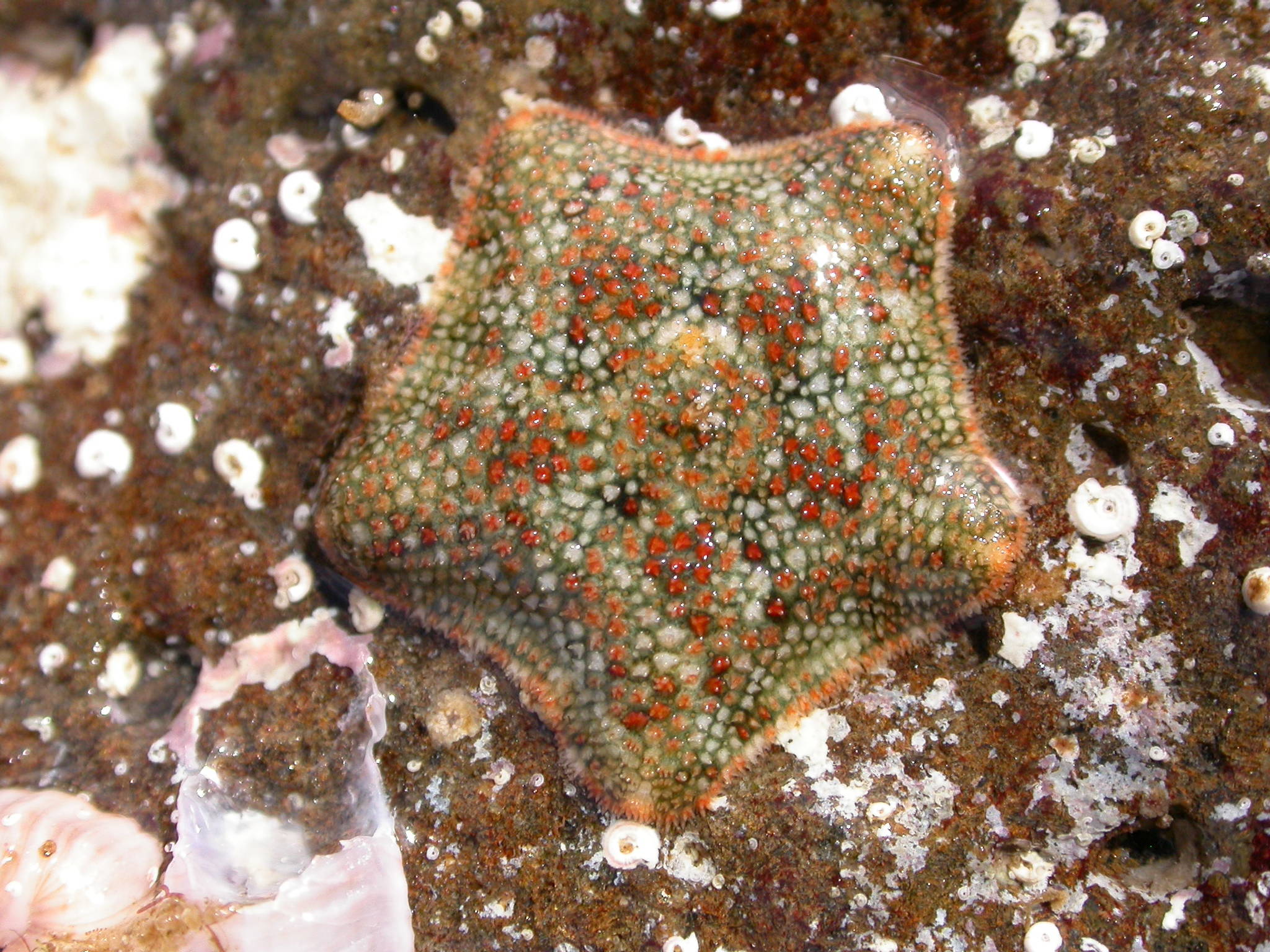 asterina