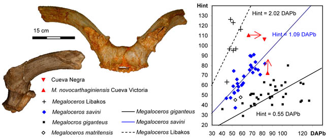 CN Megaloceros