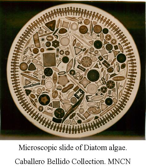 Diatoms