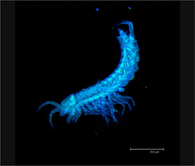 Iberobathynella imuniensis Camacho, 1987. Fotografia microscopio confocal