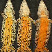Ventral coloration of Zootoca vivipara