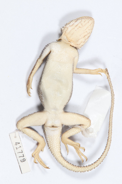 Agama castroviejoi