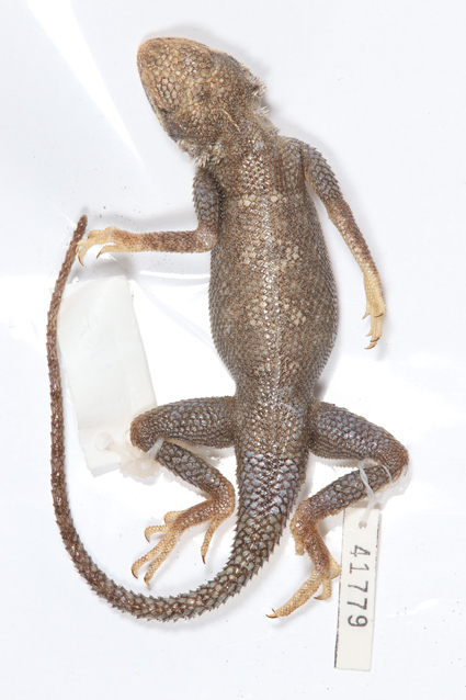 Agama castroviejoi
