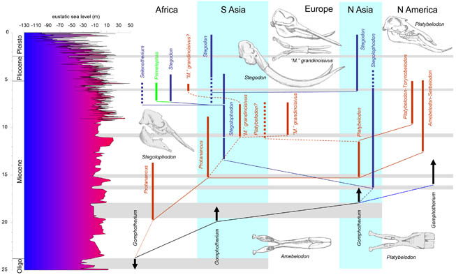 Proboscidea NN fig4