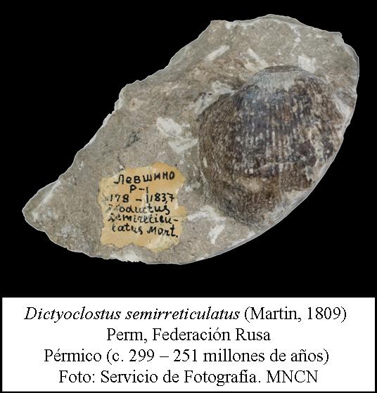 Braquiópodo del Pérmico de la Federación Rusa