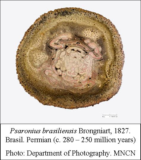 Psaronius