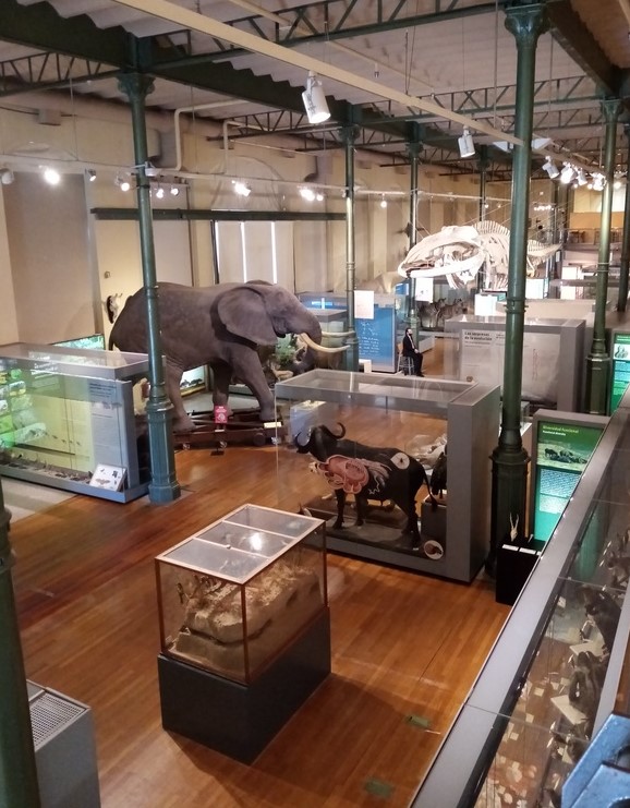 Sala de Biodiversidad MNCN