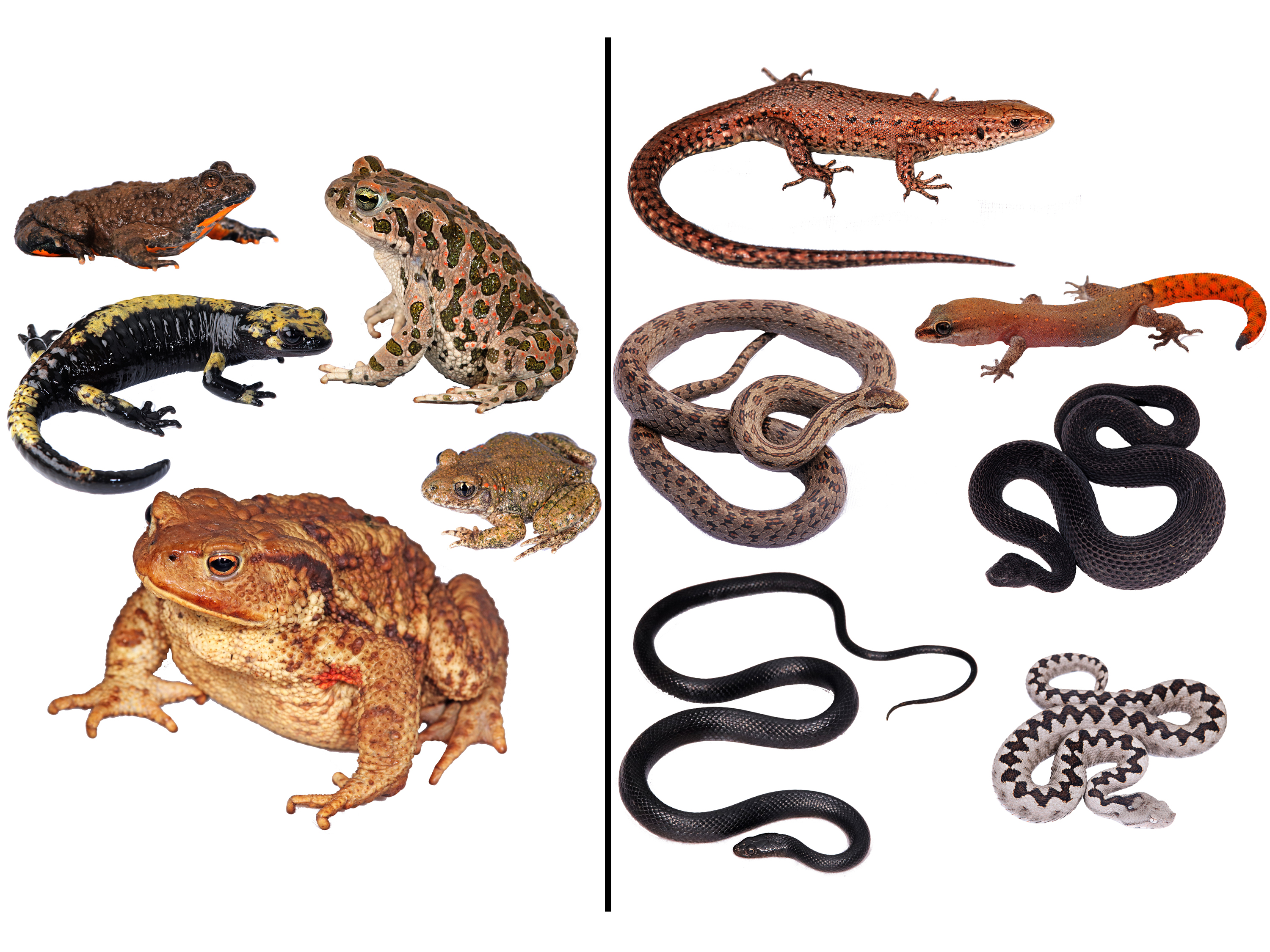 Representación de la diversidad morfológica de algunos de los grupos que se conservan en el MNCN.