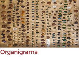 Organigrama
