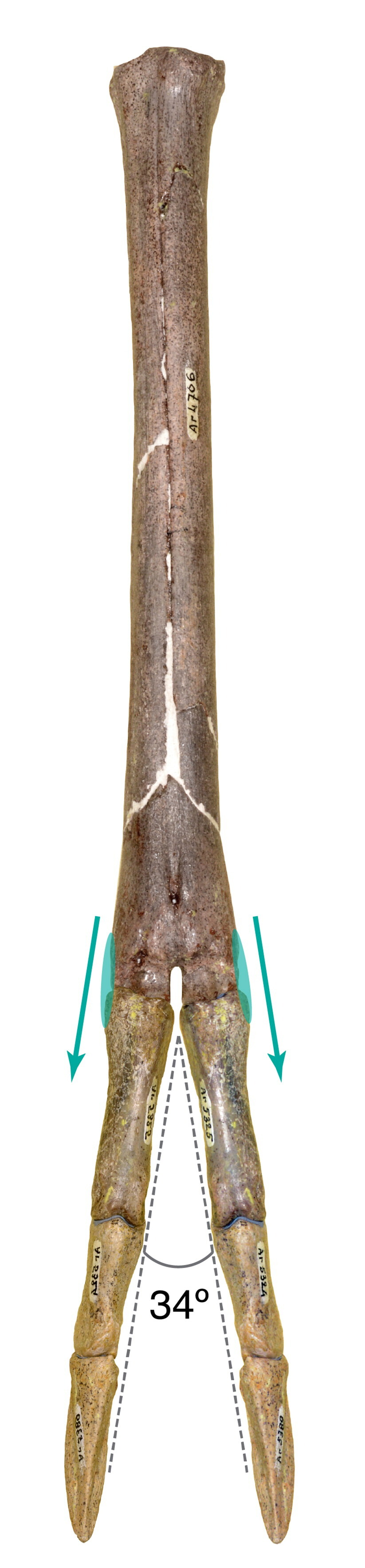 pata amphimoscus, cervido del mioceno