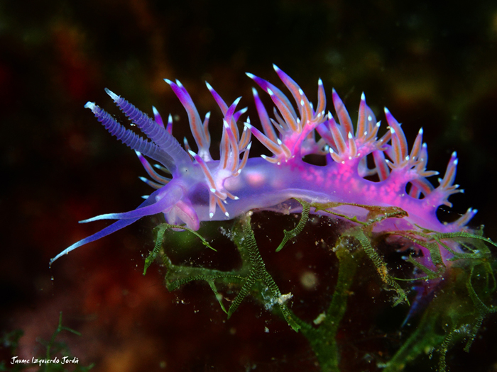 Invertebrado marino