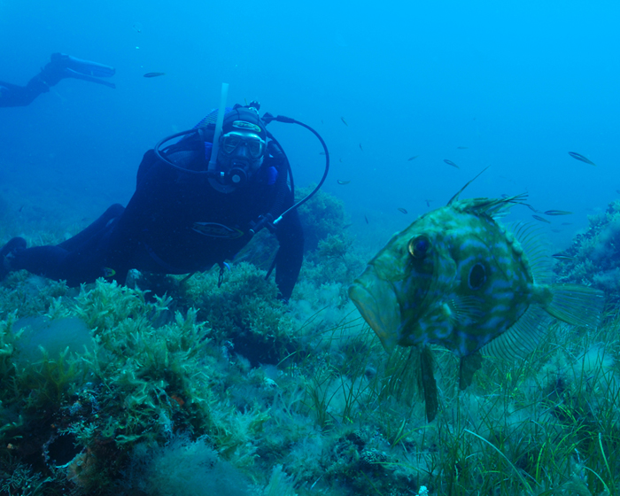 Templado buceando con peces