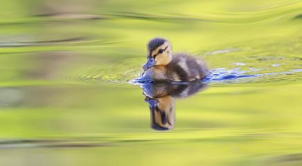 Mallard
