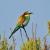 Abejaruco, 'Merops apiaster'. / José R.Verdú