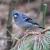 Ejemplar de pinzón azul de Gran Canaria, Fringilla polatzeki, retratado por Alejandro Delgado. 
