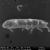 Scanning electron microscope (SEM) view of the Antarctic springtail Cryptopygus antarcticus,/ Asunción de los Ríos