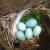 Puesta natural de estornino con cuatro huevos más un huevo parásito de otra hembra / Iraida Redondo.