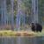 Hembra de oso pardo, Ursus arctos fotografiada por Vincenzo Penteriani