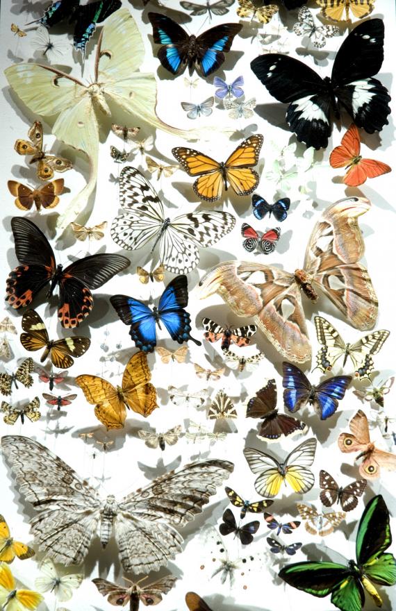 La Junta de Andalucía y el Museo Nacional de Ciencias Naturales (CSIC) presentan la exposición Invertebrados de Andalucía La Junta de Andalucía y el Museo Nacional de Ciencias Naturales (CSIC) presentan la exposición Invertebrados de Andalucía