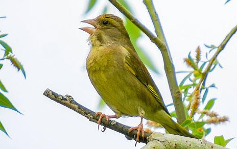 Según nos desplazamos hacia el norte el comportamiento de las aves urbanas cambia menos Según nos desplazamos hacia el norte el comportamiento de las aves urbanas cambia menos