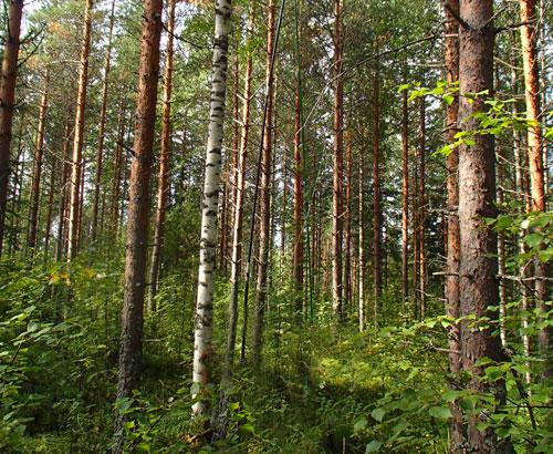 Masa forestal