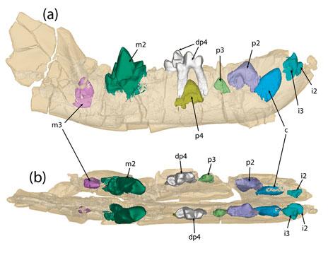 Imagen en 3D del escaner de la mandíbula del mamífero descubierto