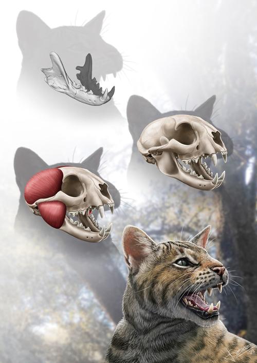 Reconstrucción del aspecto en vida de Magerifelis peignei dibujado por Jesús Gamarra