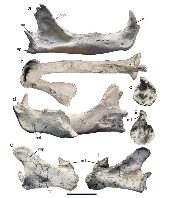 Mandíbula patológica de Machairodus aphanistus de Batallones-3.
