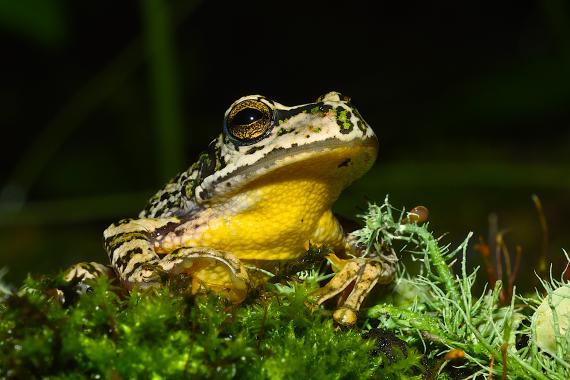 Rana del género Gastrotheca