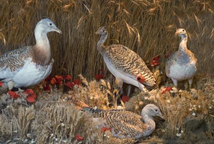 Diorama avutardas