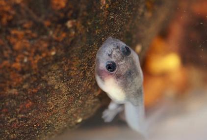 Un Renacuajo de Barbourula busuangensis adherido con su boca en forma de ventosa a la roca del nido para evitar ser arrastrados por la corriente.  / Marta Miñarro
