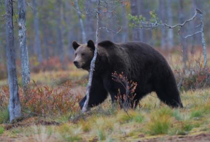 Hembra de oso pardo, "Ursus arctos", desplazándose por los bosques de la Carelia finlandesa/ Vincenzo Penteriani.